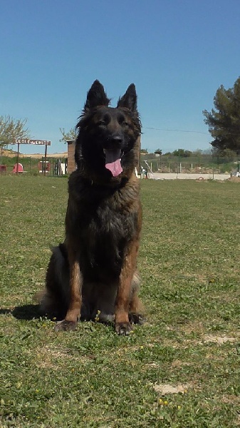 Fibie Du Domaine De L'hermine